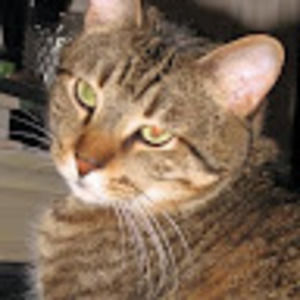 Meet your Posher, Emerson